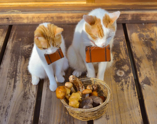 Illustration for article titled Cats Are the Cutest Guides to Japan